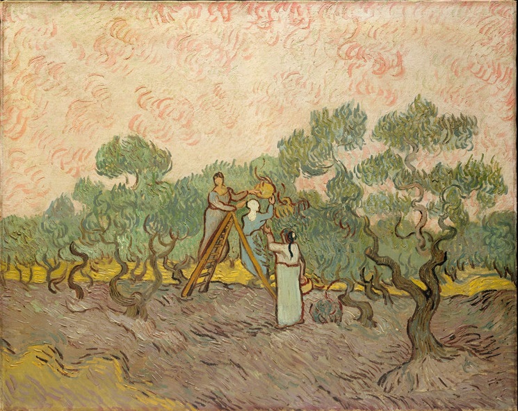 Olive Picking 3 Vincent Willem Van Gogh Oil Painting